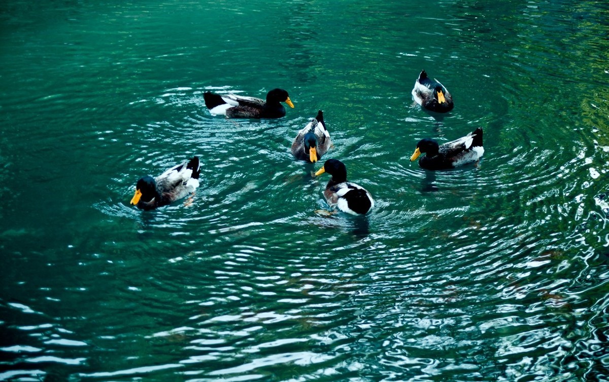 明湖百花洲——冬日水暖