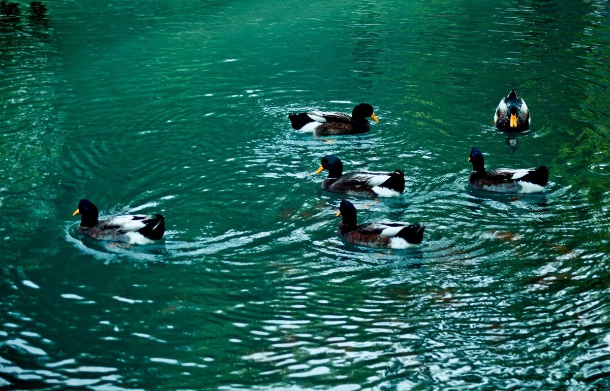 明湖百花洲——冬日水暖