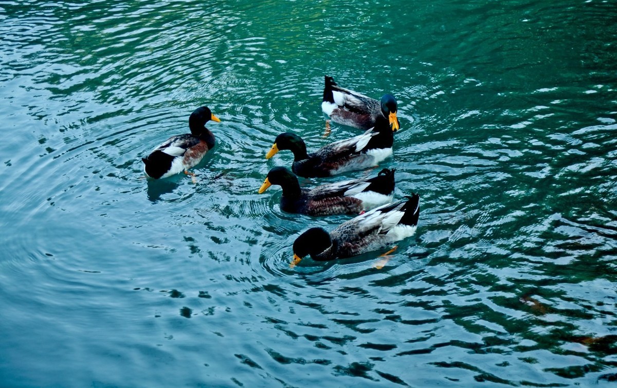 明湖百花洲——冬日水暖