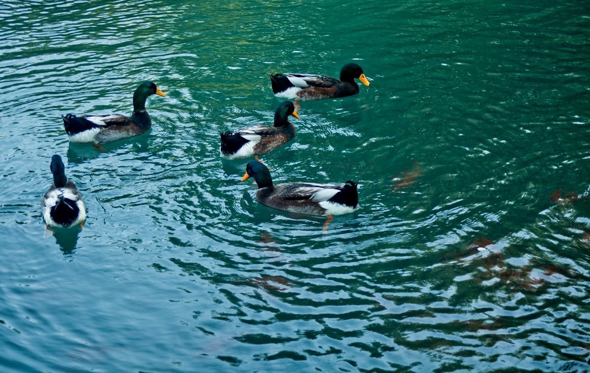 明湖百花洲——冬日水暖
