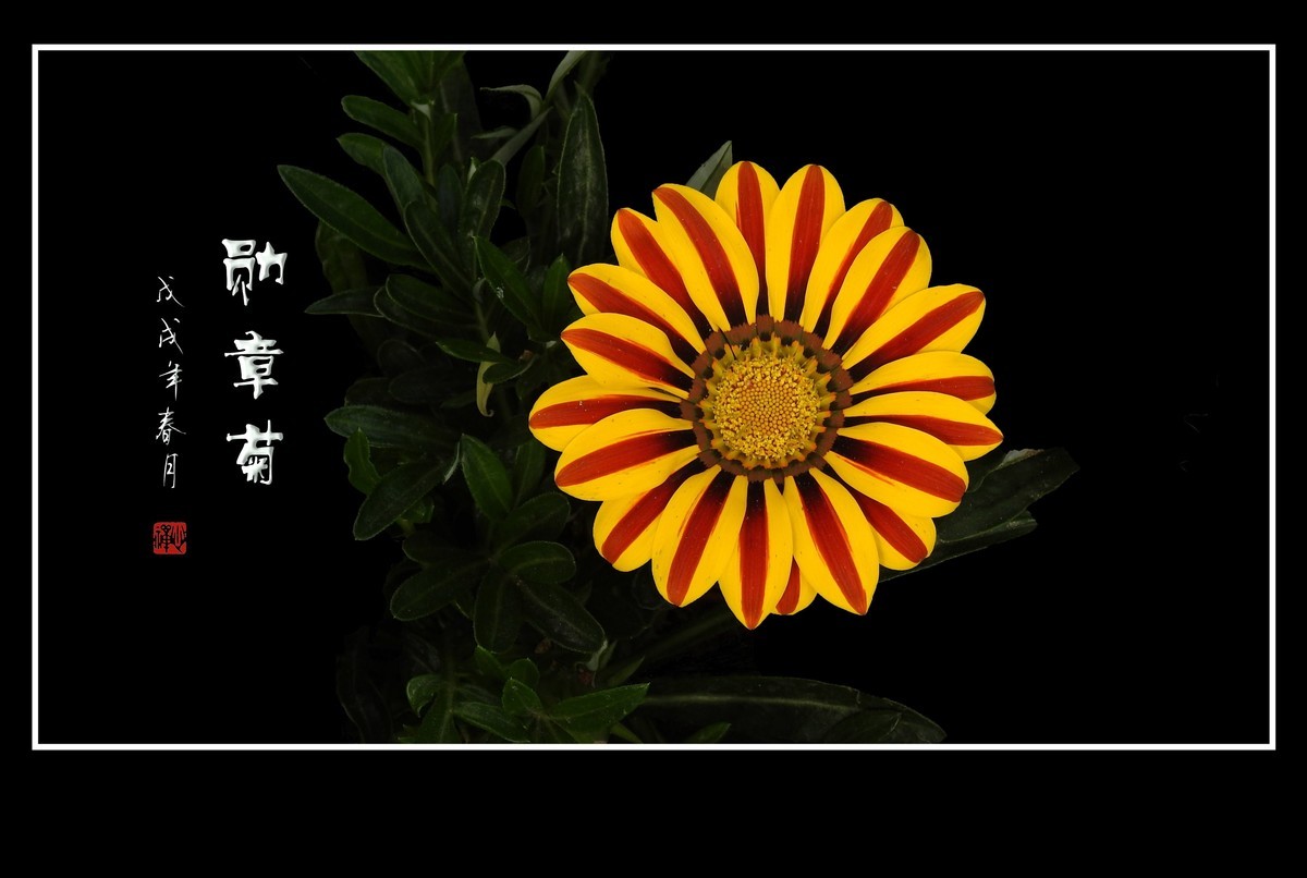 日照鲜花闪金光，草尖挂满功勋章