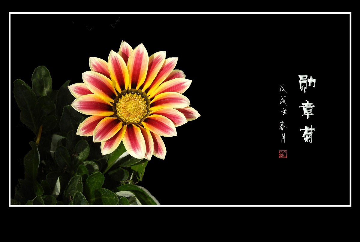 日照鲜花闪金光，草尖挂满功勋章