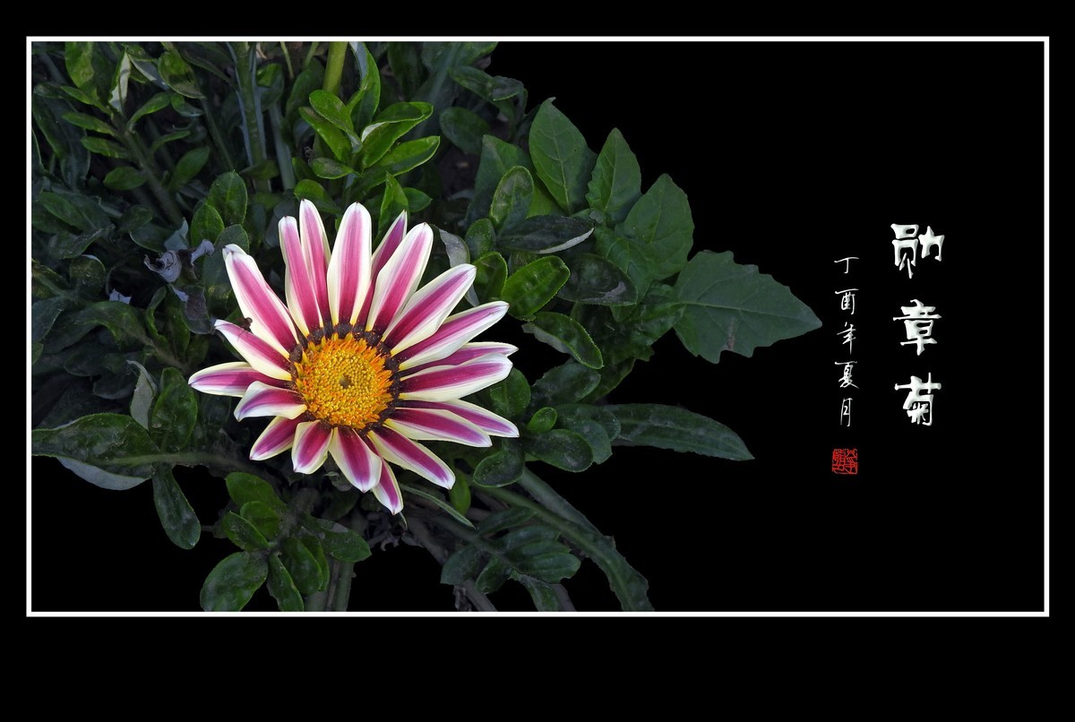 日照鲜花闪金光，草尖挂满功勋章