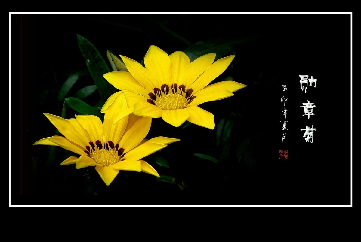 日照鲜花闪金光，草尖挂满功勋章