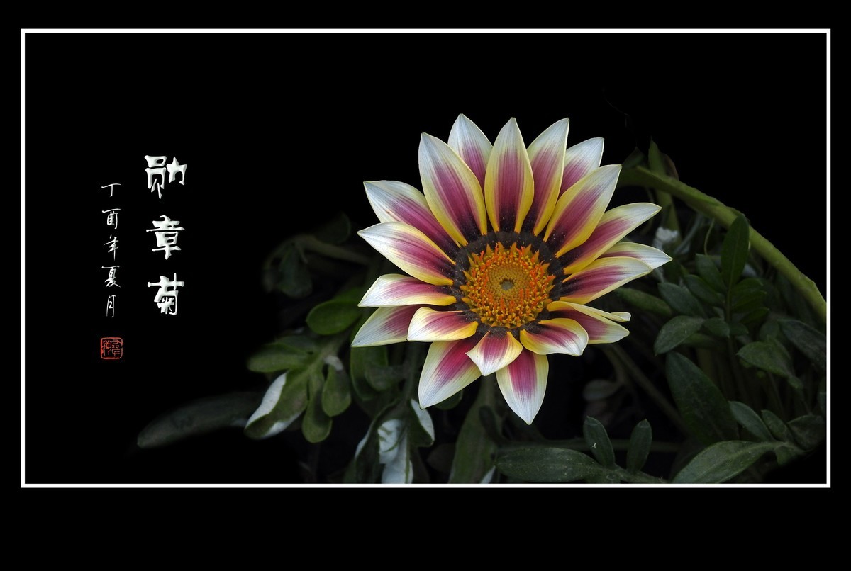 日照鲜花闪金光，草尖挂满功勋章