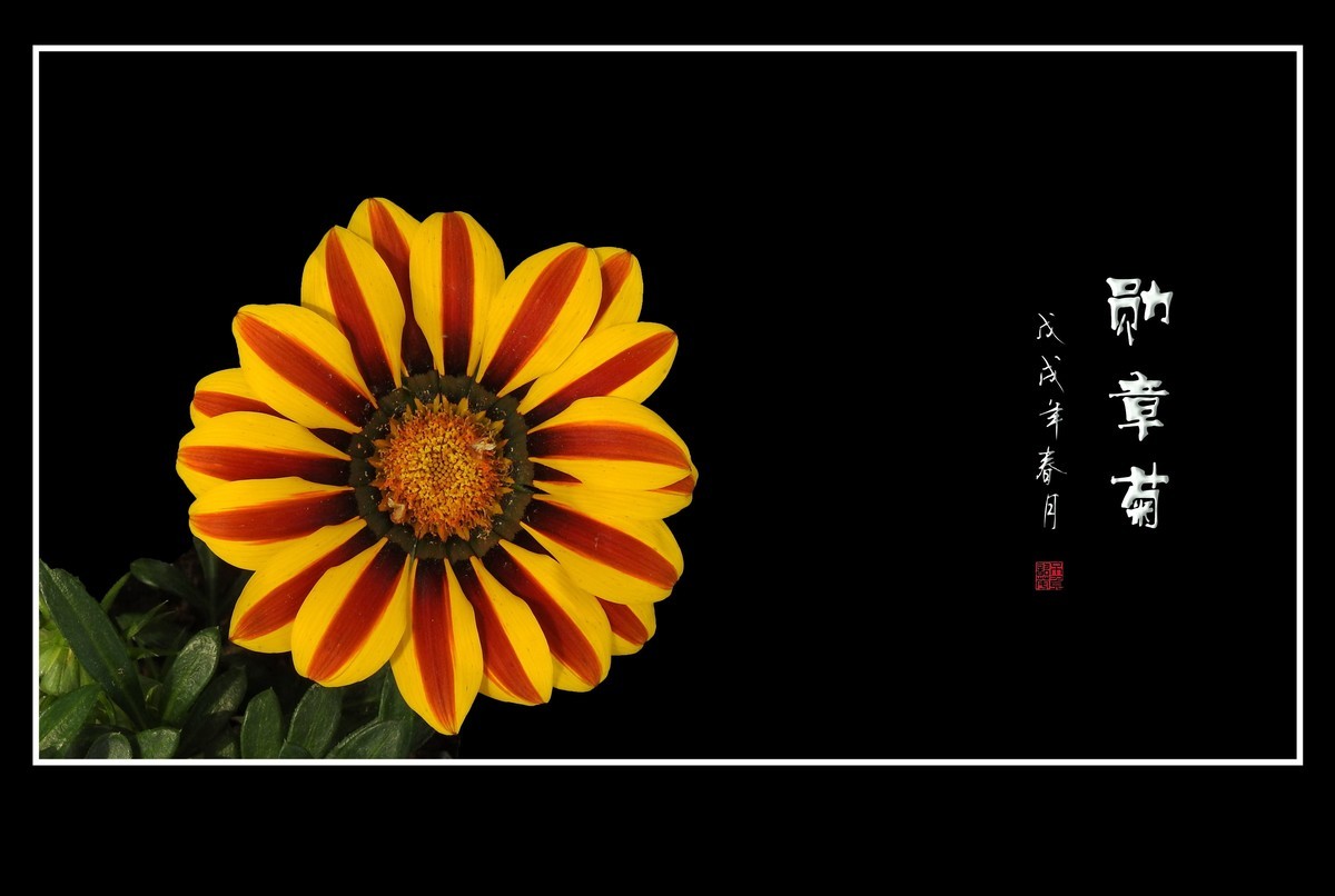 日照鲜花闪金光，草尖挂满功勋章