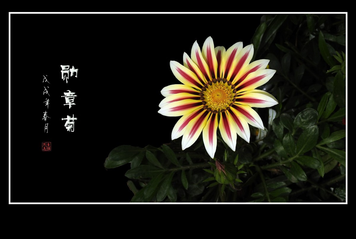 日照鲜花闪金光，草尖挂满功勋章