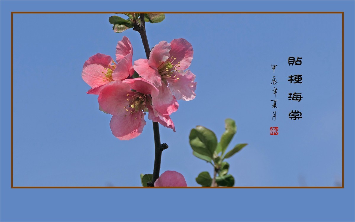 彩虹般的杂色贴梗海棠花