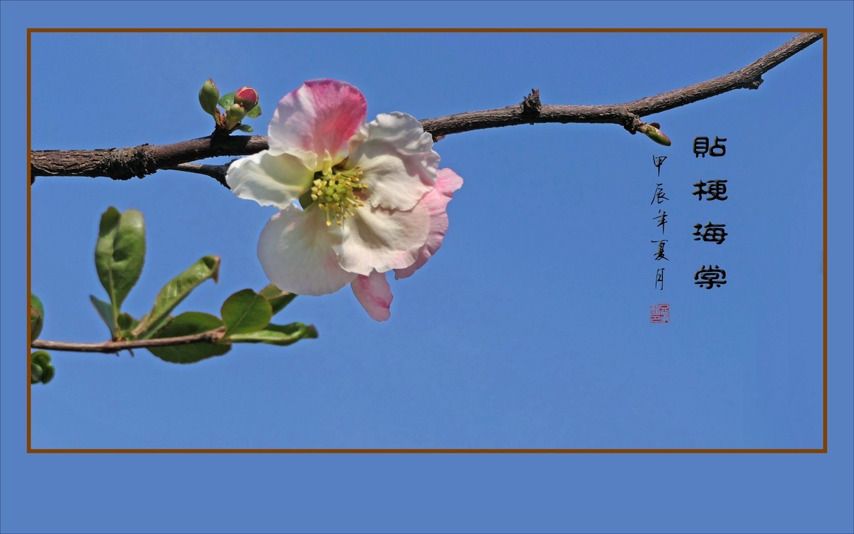 彩虹般的杂色贴梗海棠花