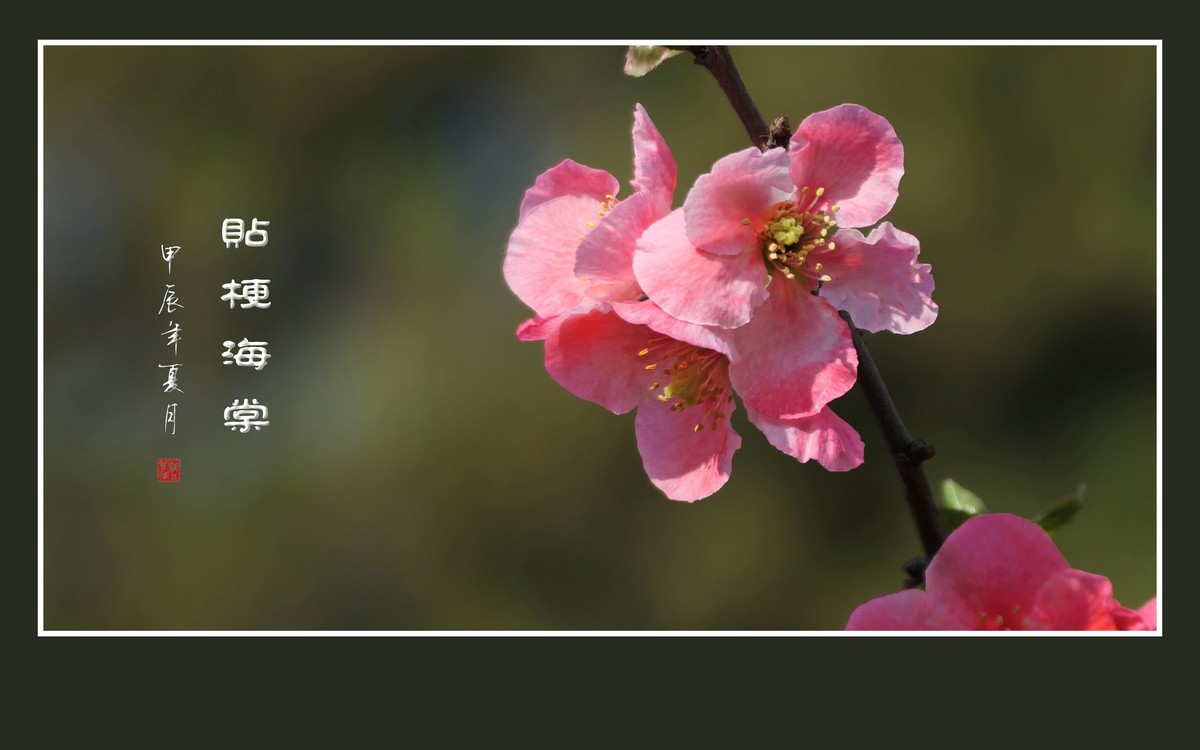 彩虹般的杂色贴梗海棠花