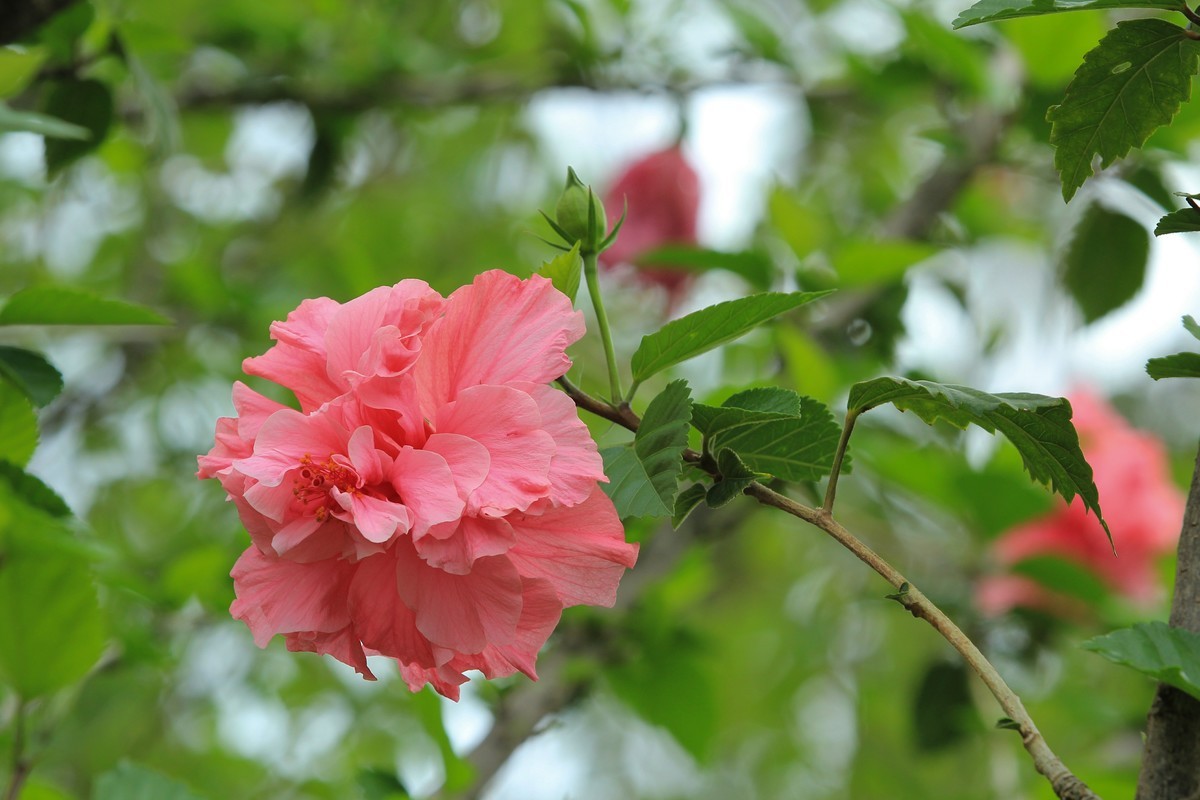 拍摄花卉一（327）