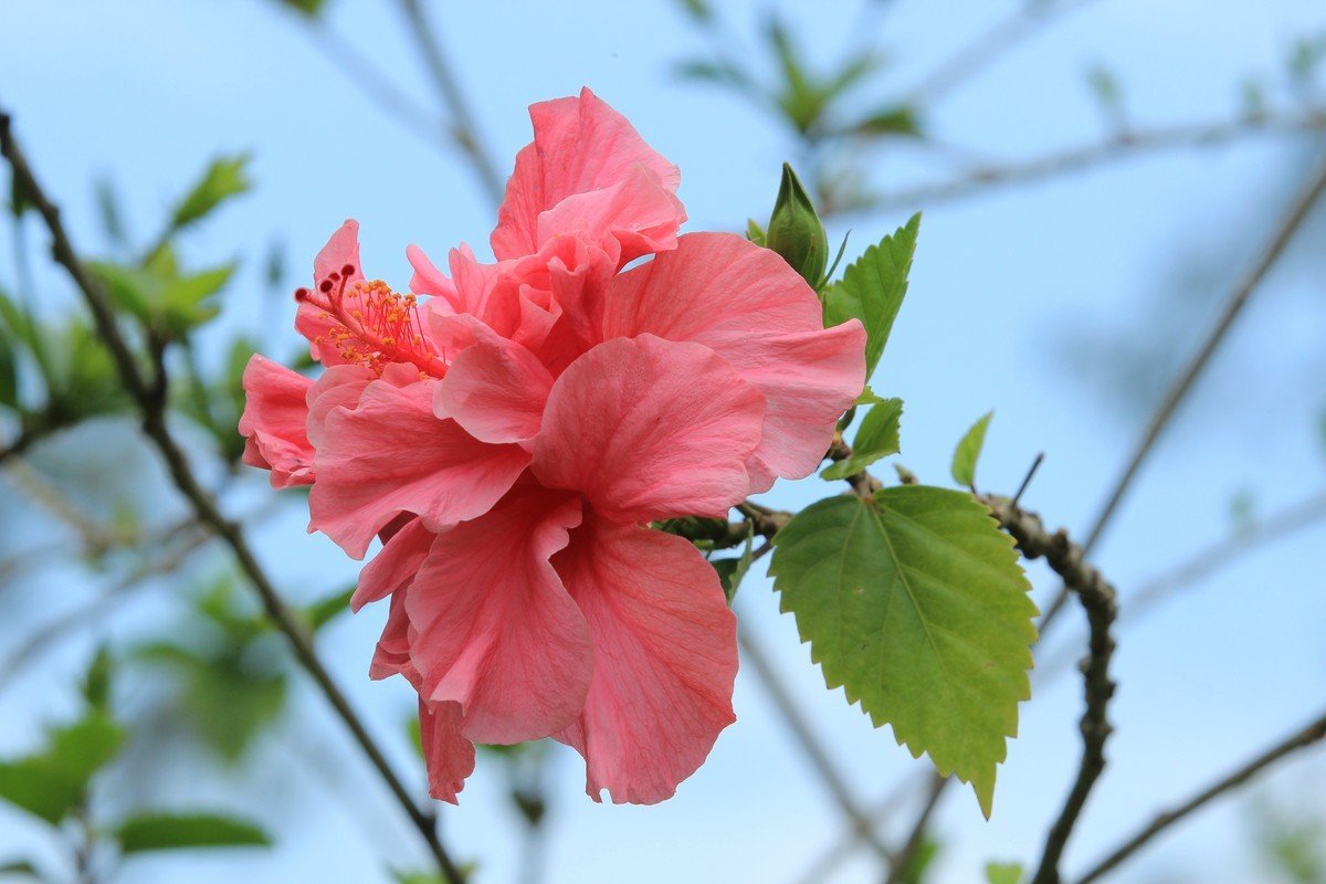 拍摄花卉一（327）