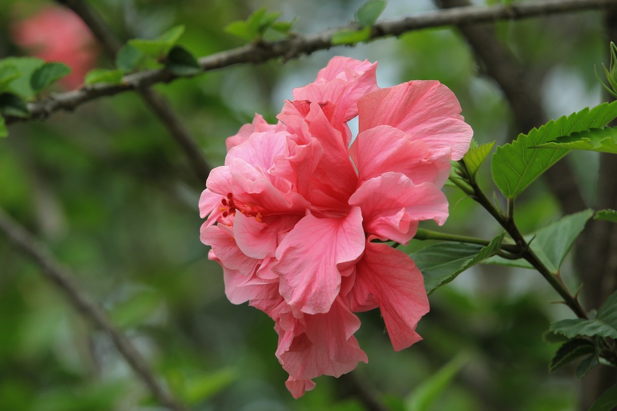 拍摄花卉一（327）