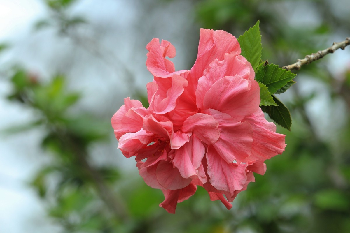 拍摄花卉一（327）