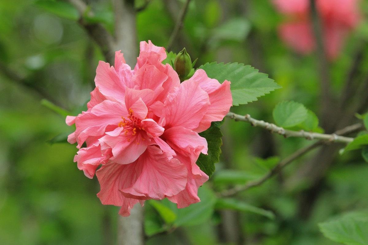 拍摄花卉一（327）