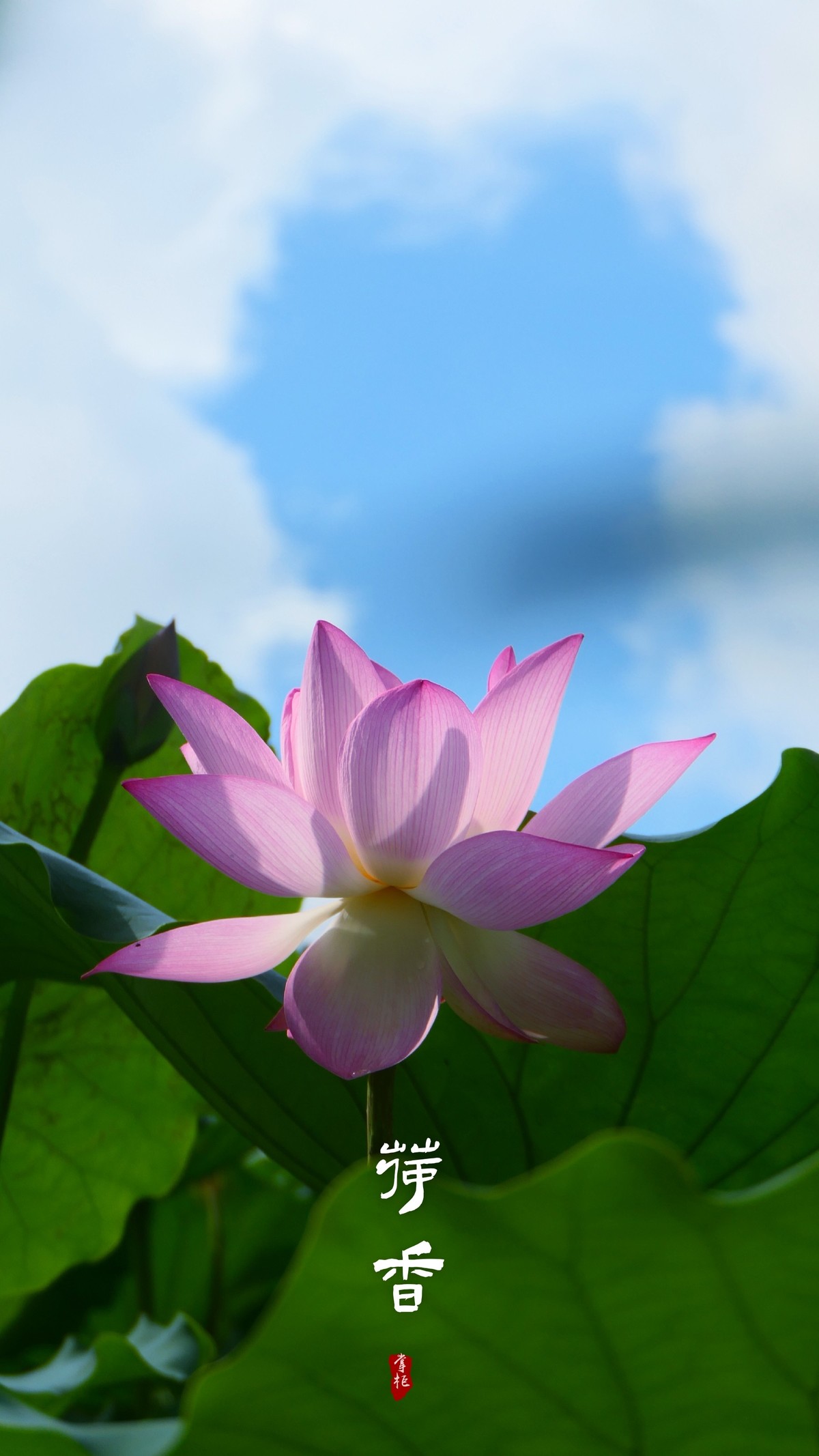 年年岁岁花相似