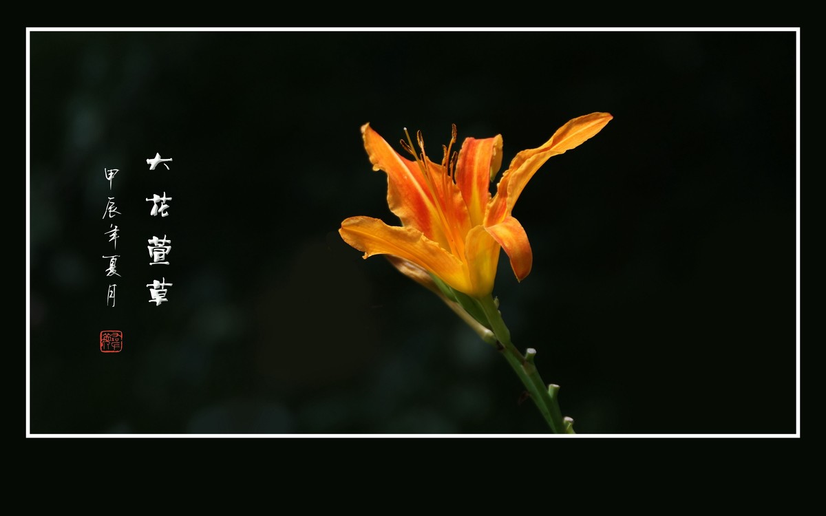 漂亮的大花萱草
