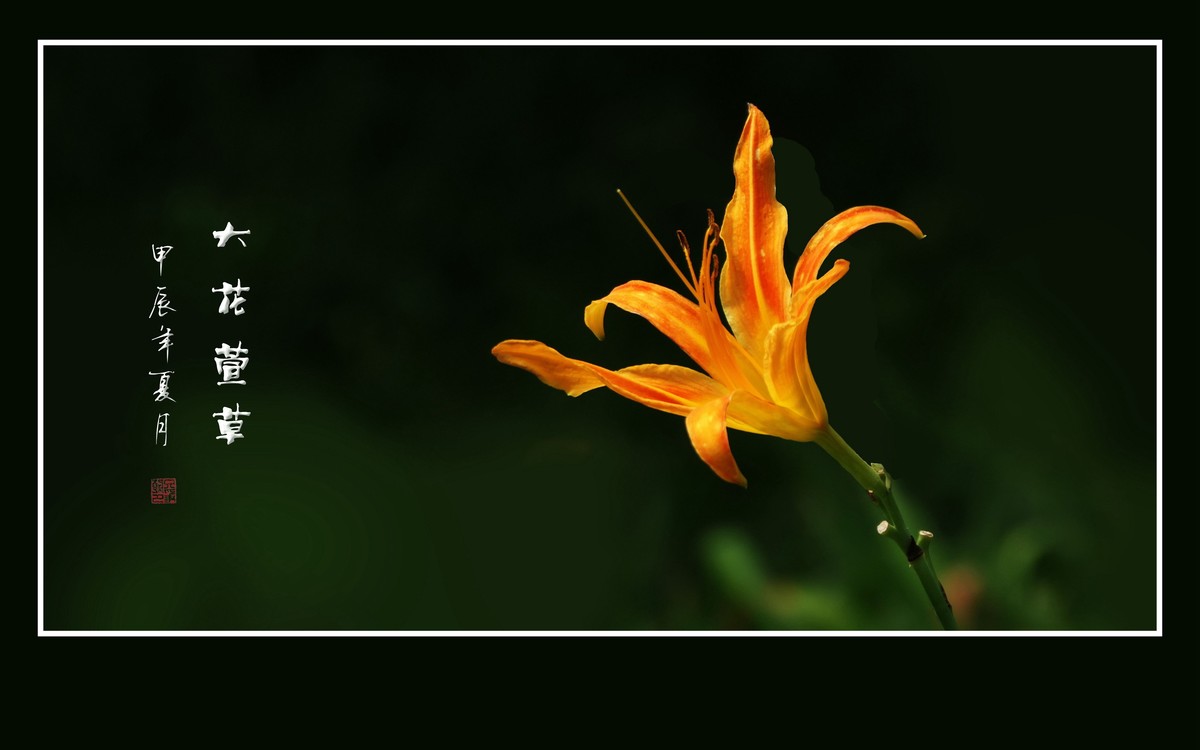 漂亮的大花萱草