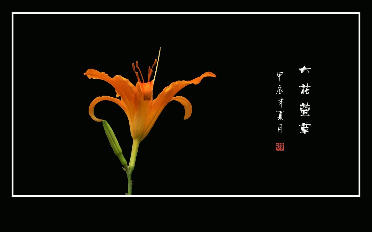 漂亮的大花萱草