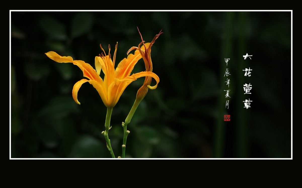 漂亮的大花萱草