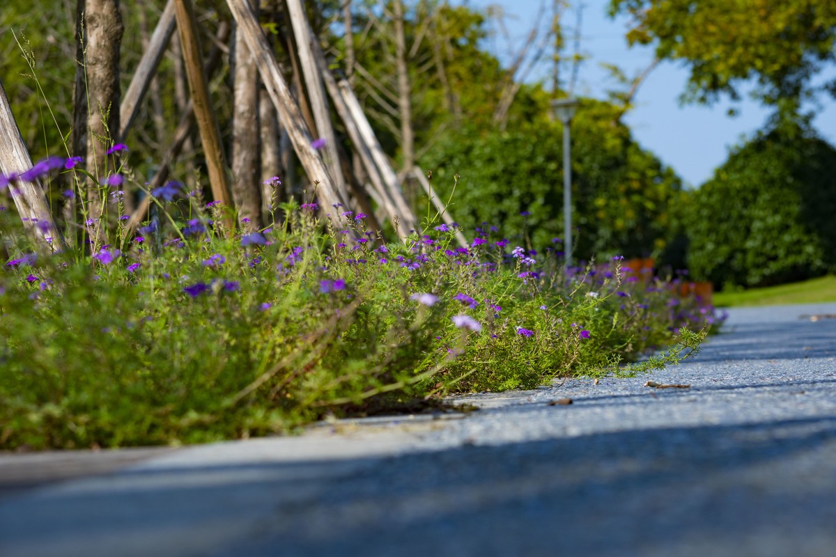 拍照狂魔之深秋郊野公园无人理会的草【19P】