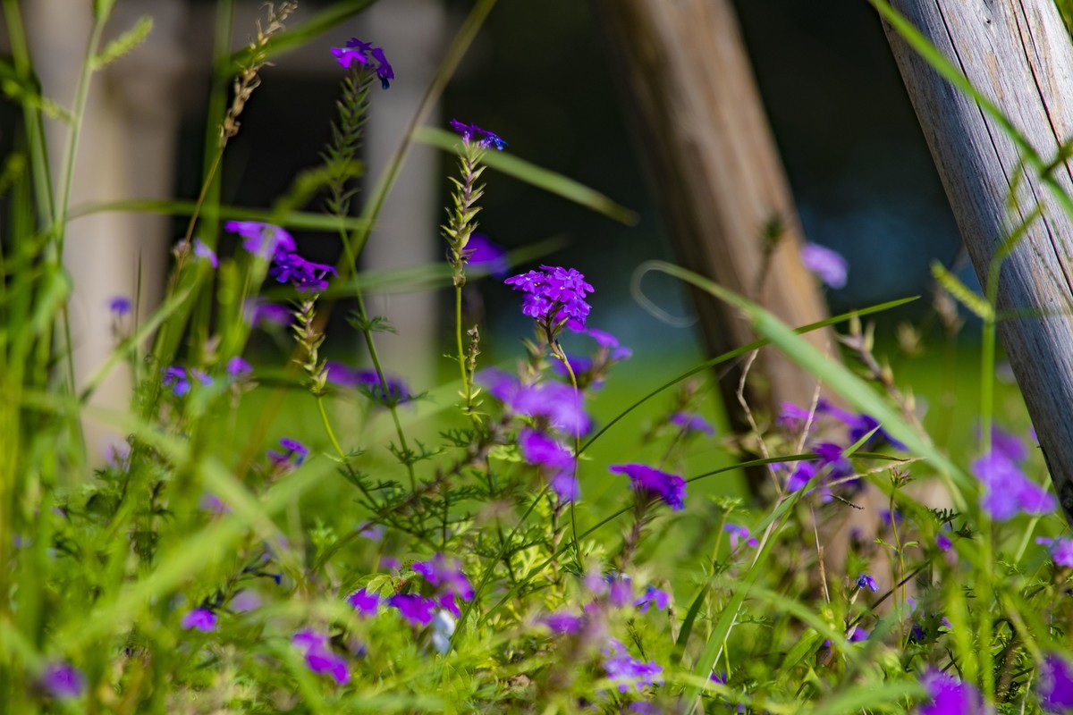 拍照狂魔之深秋郊野公园无人理会的草【19P】