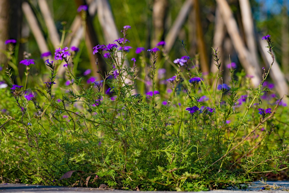 拍照狂魔之深秋郊野公园无人理会的草【19P】