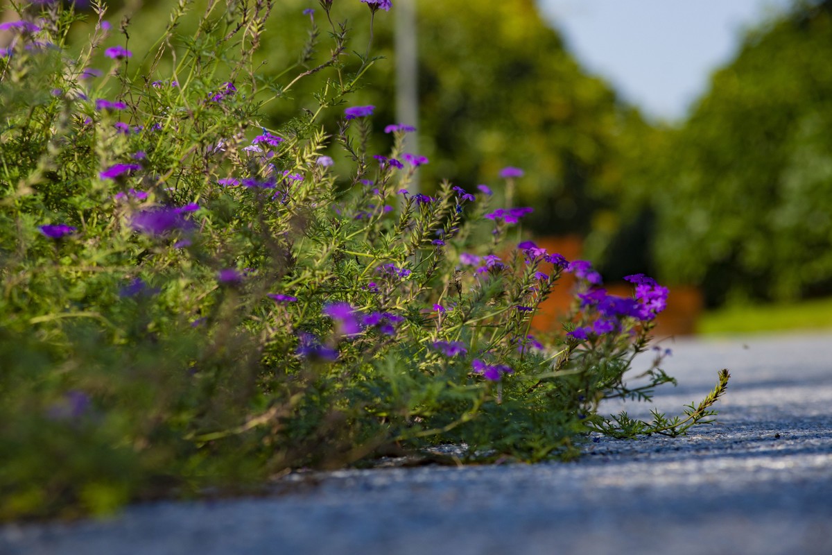 拍照狂魔之深秋郊野公园无人理会的草【19P】