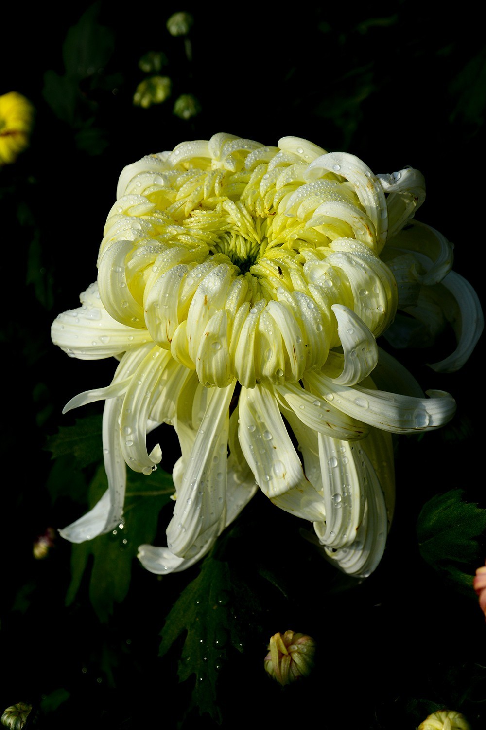 武汉市第41届金秋菊展