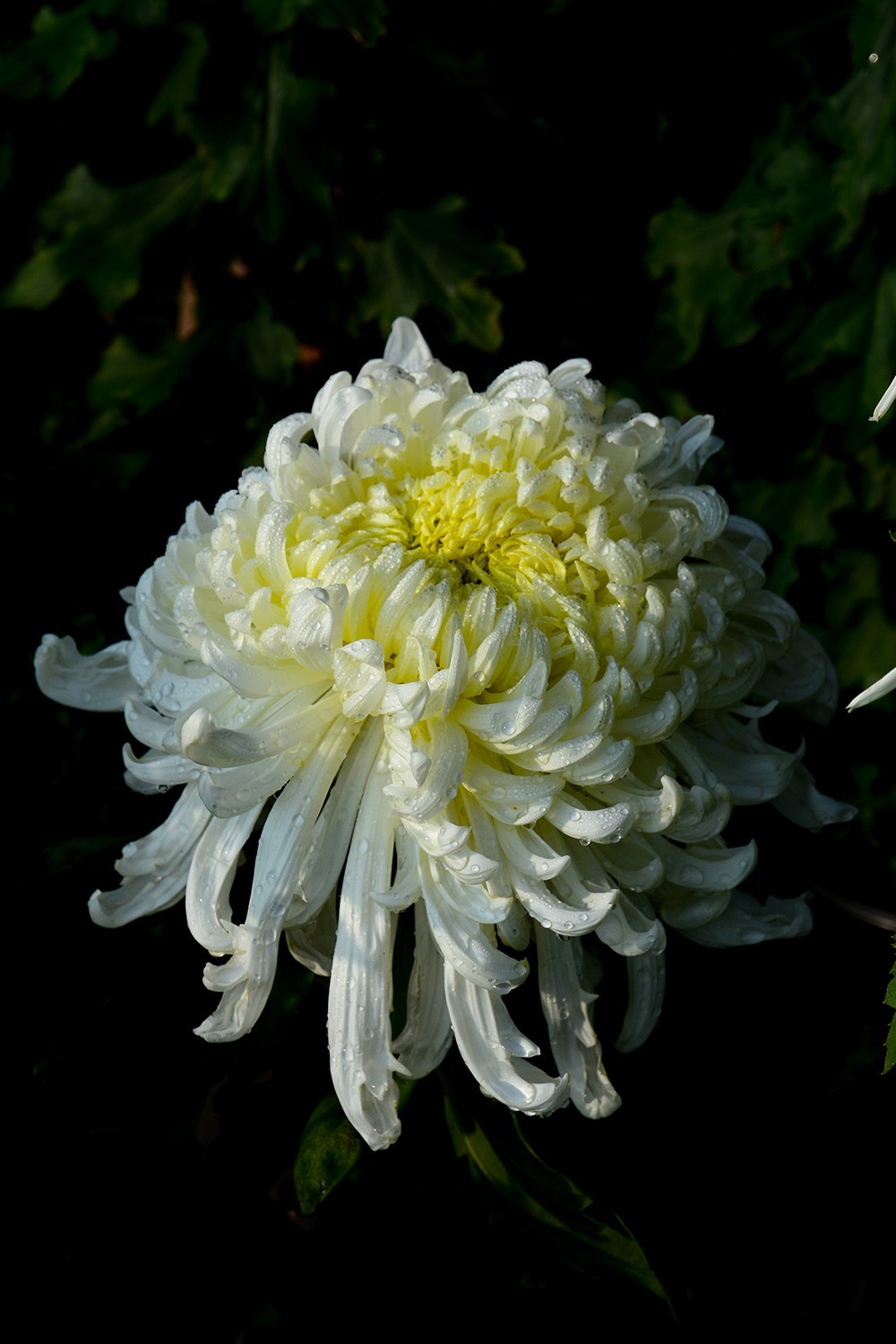 武汉市第41届金秋菊展