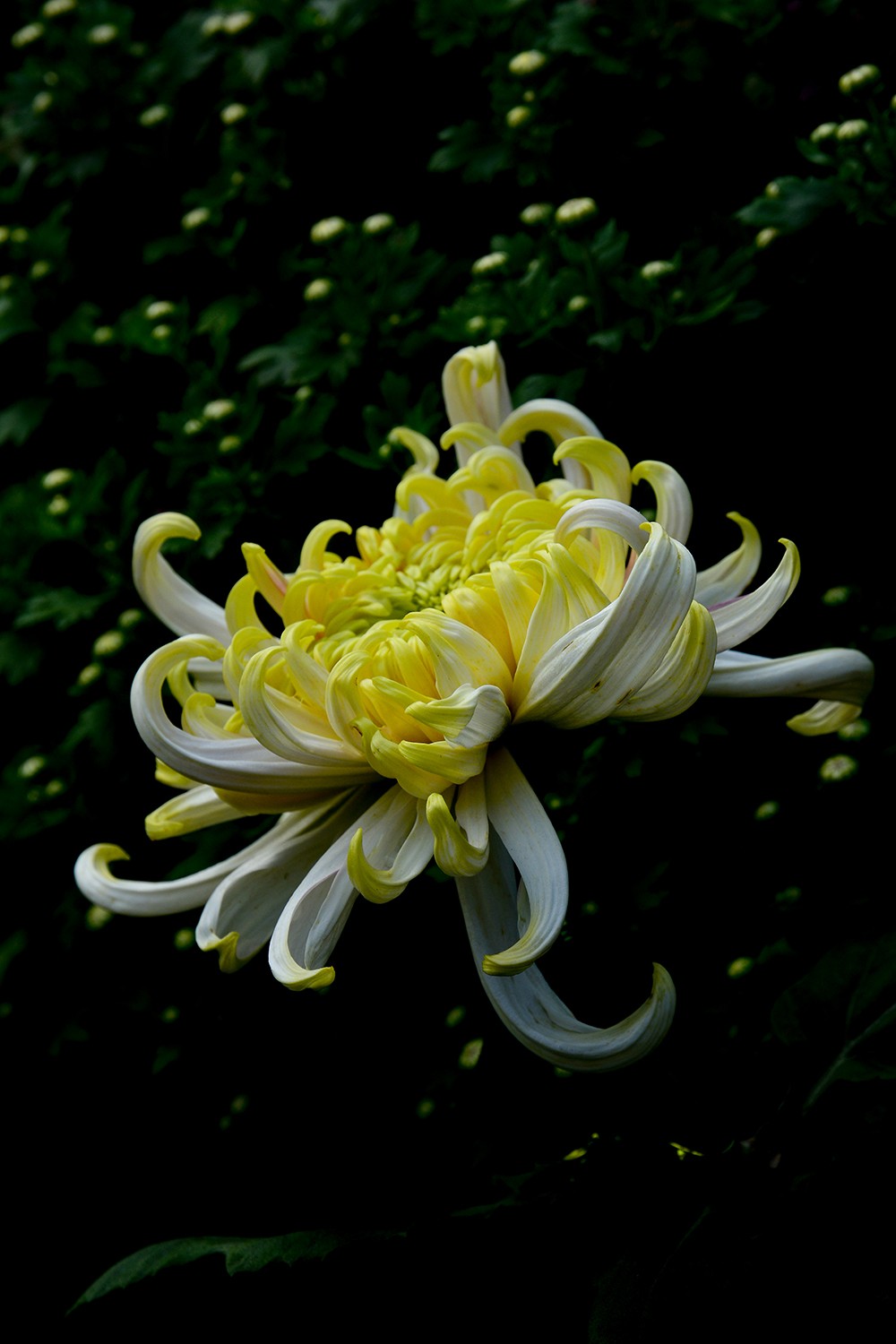 武汉市第41届金秋菊展