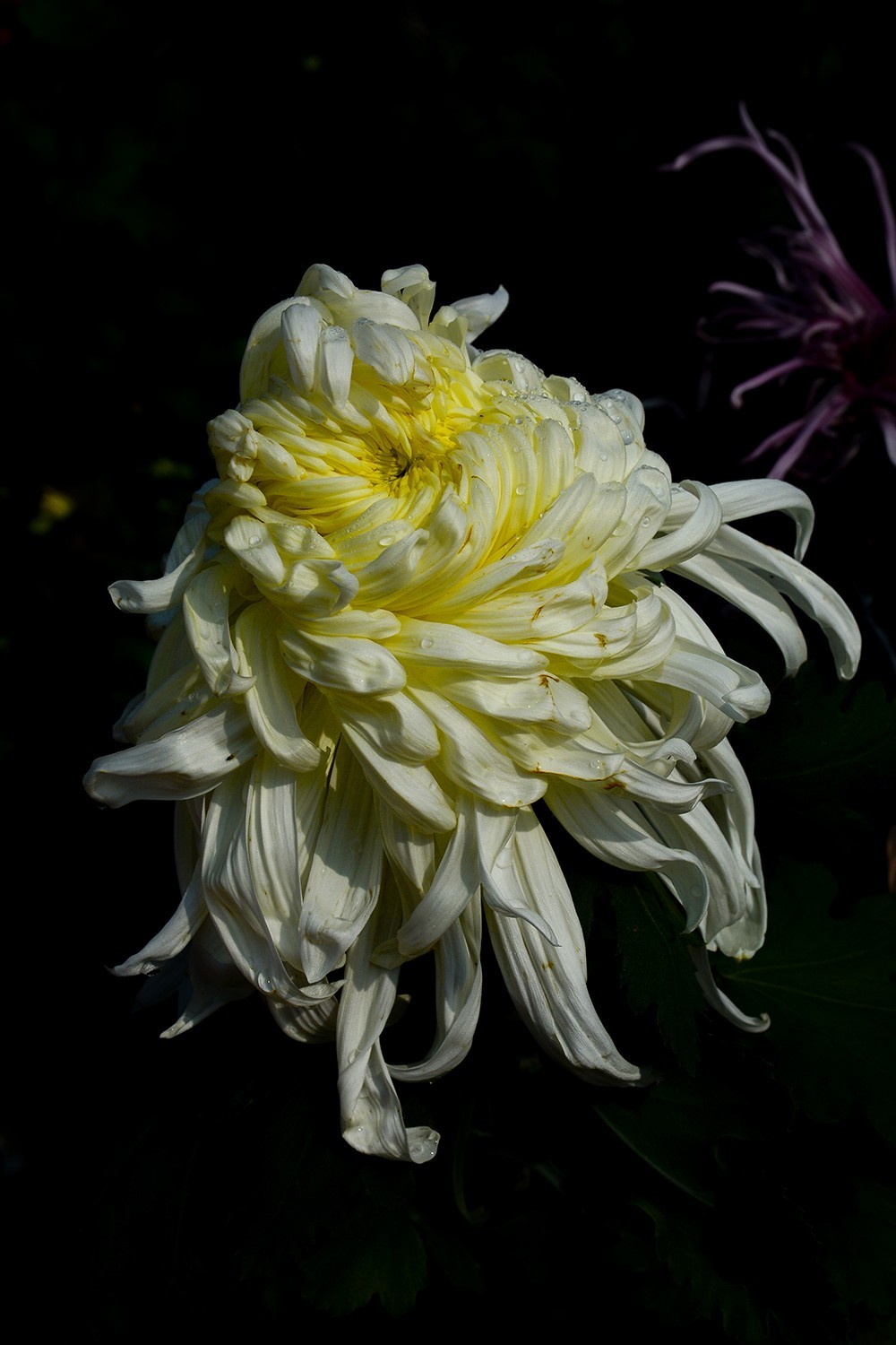 武汉市第41届金秋菊展