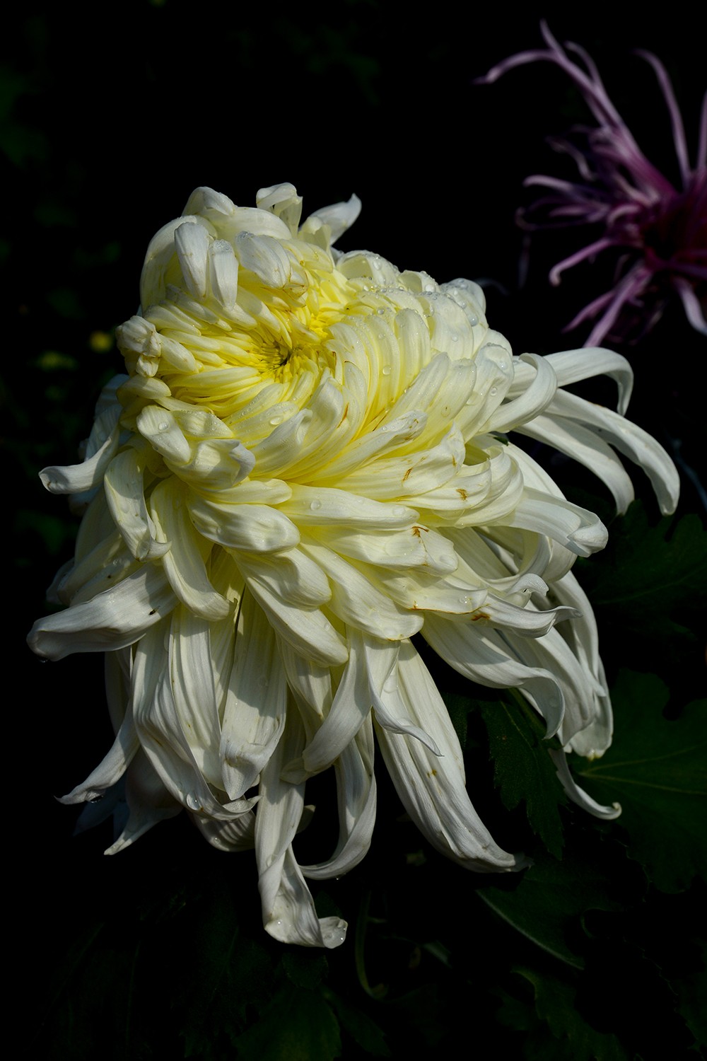 武汉市第41届金秋菊展