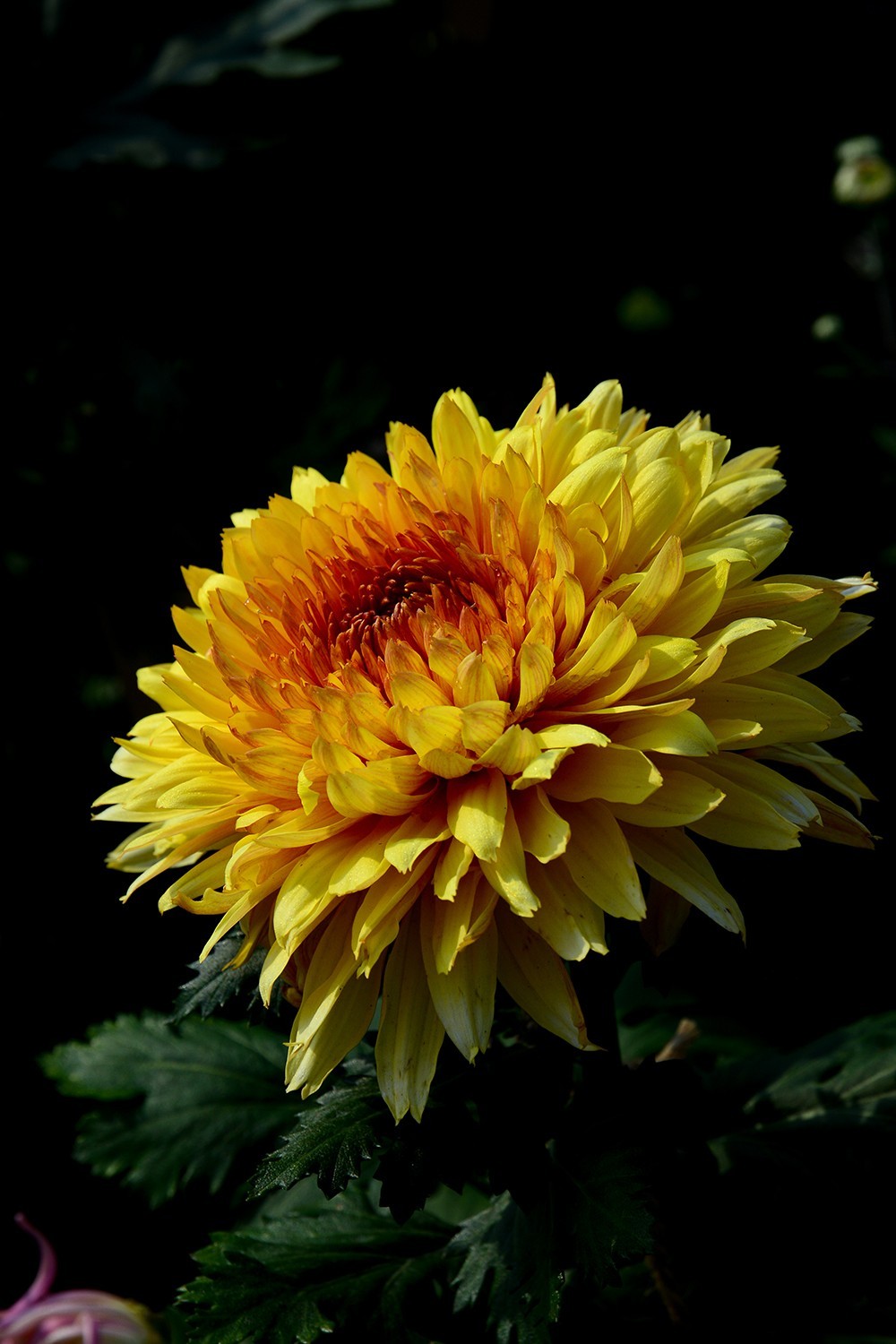 武汉市第41届金秋菊展