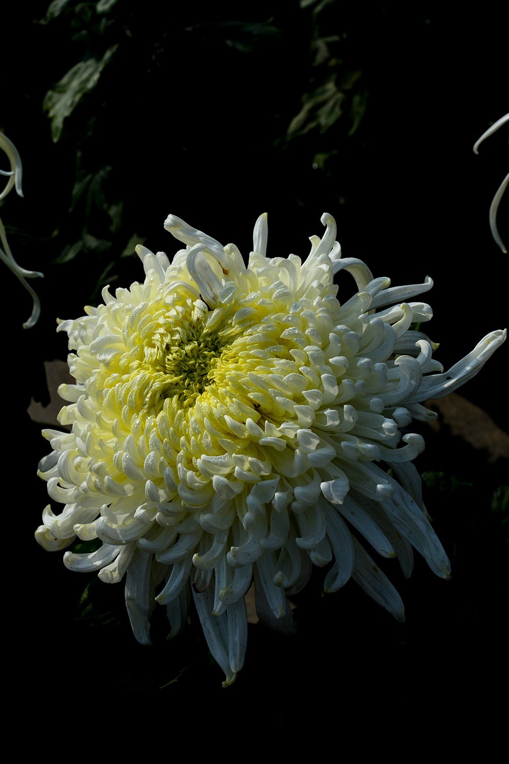 武汉市第41届金秋菊展