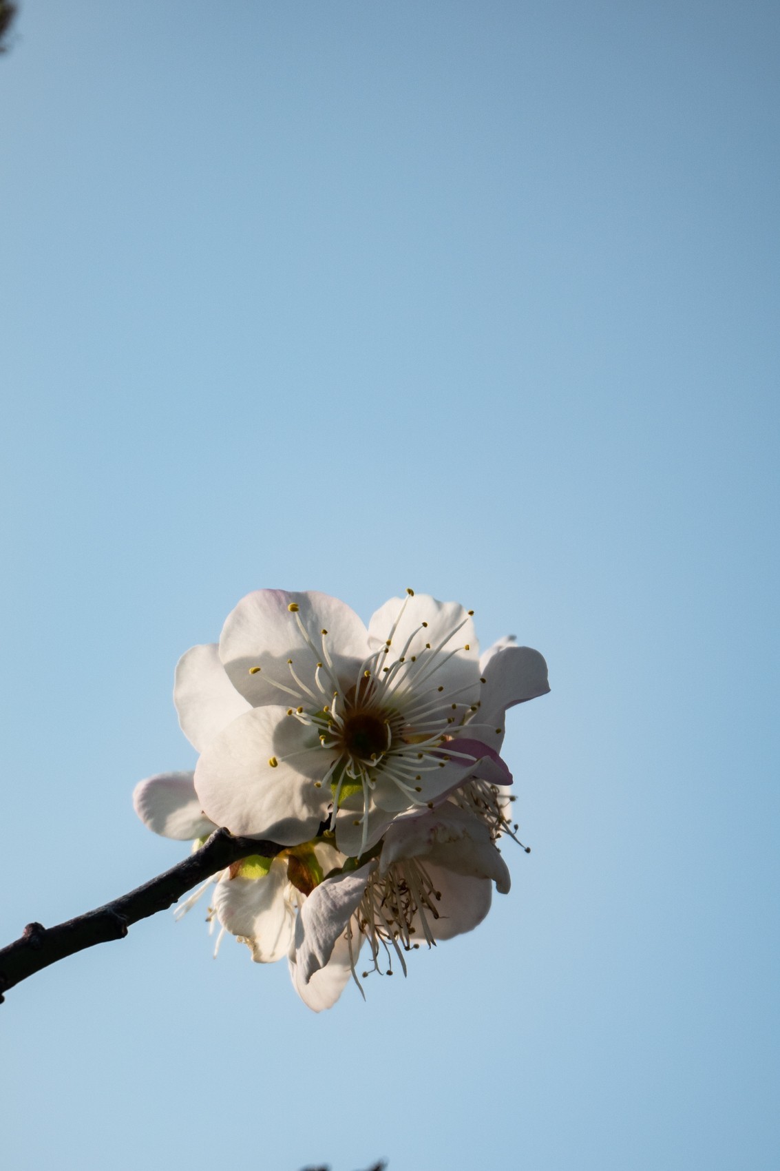 花枝招展（344）
