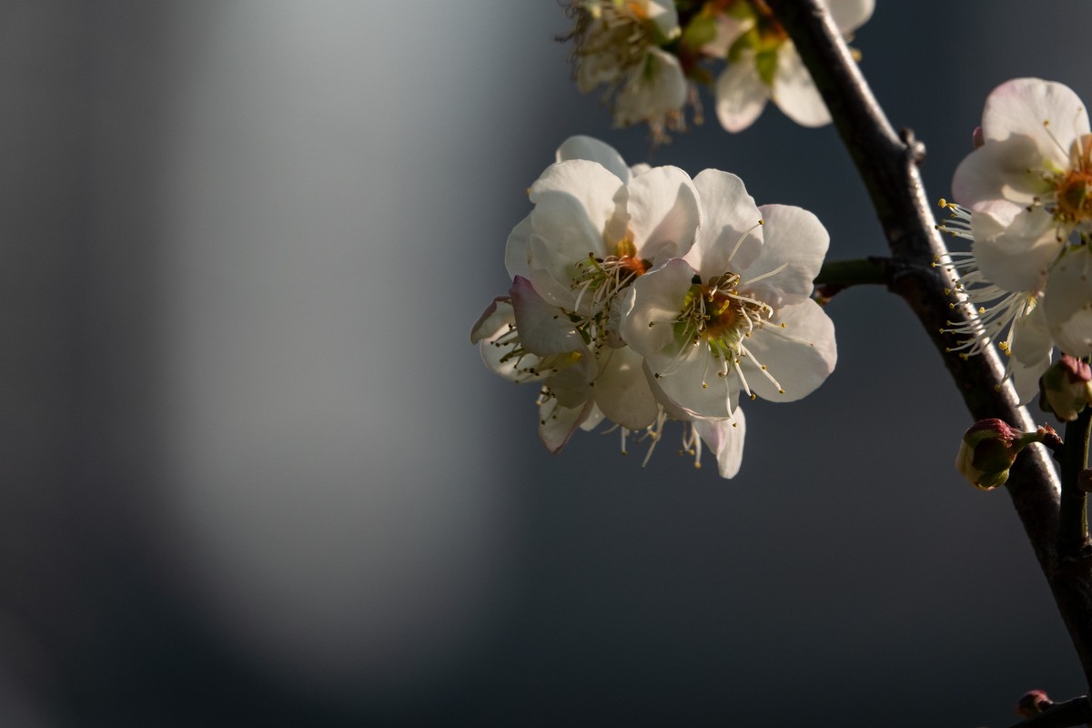 花枝招展（344）