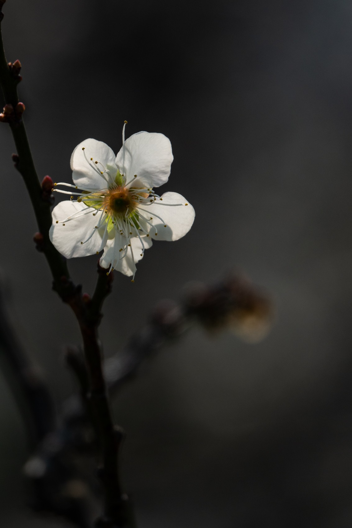 花枝招展（344）