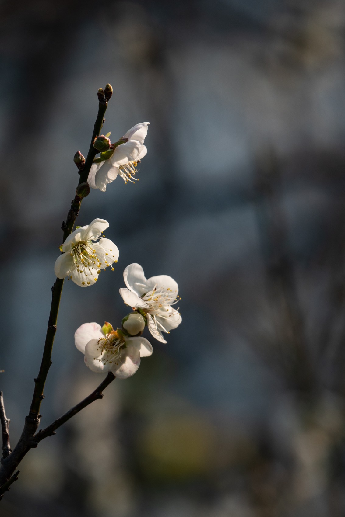 花枝招展（344）