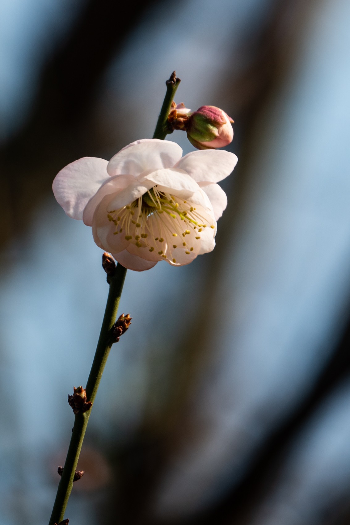 花枝招展（344）