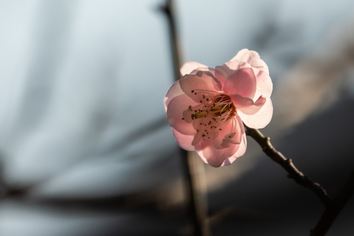 花枝招展（344）