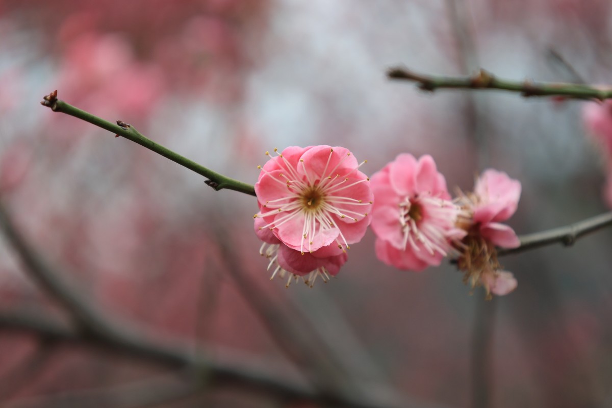 春花1，三个镜头拍春梅