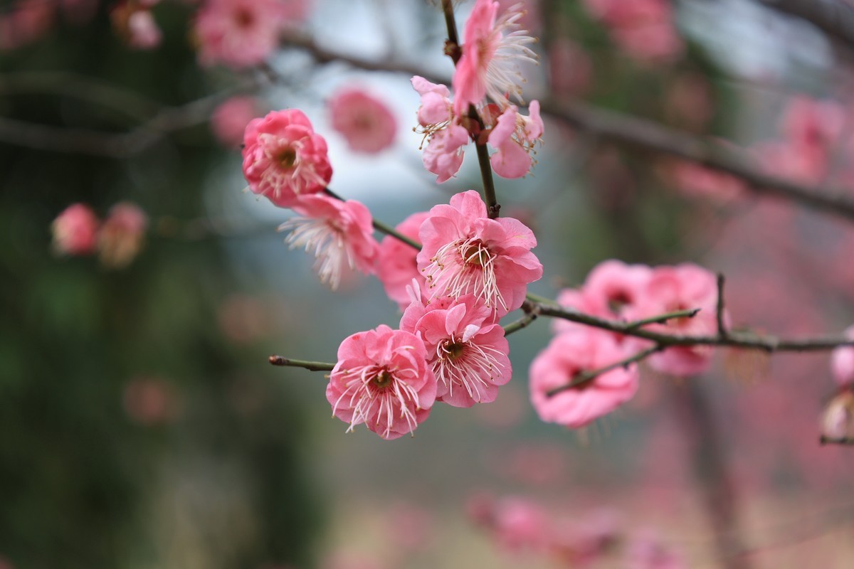 春花1，三个镜头拍春梅