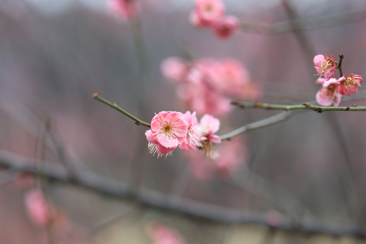 春花1，三个镜头拍春梅
