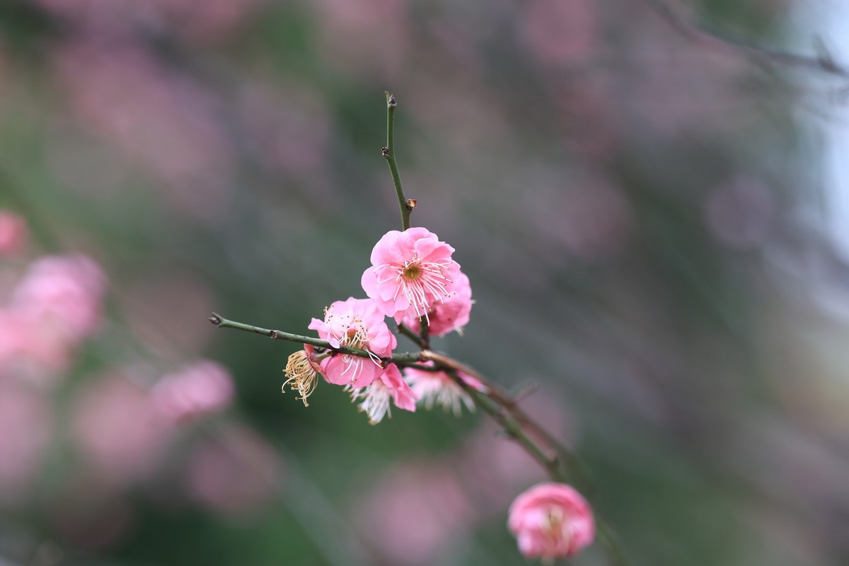 春花1，三个镜头拍春梅