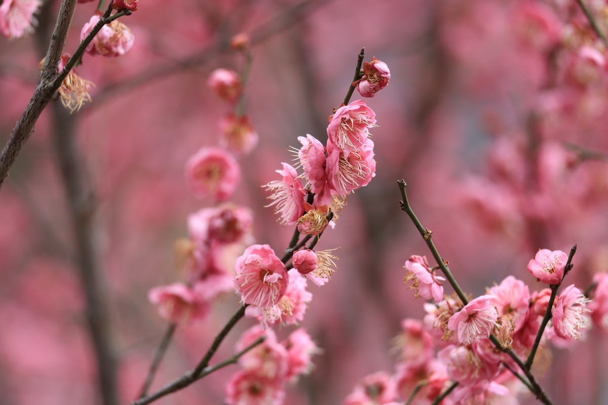 春花1，三个镜头拍春梅
