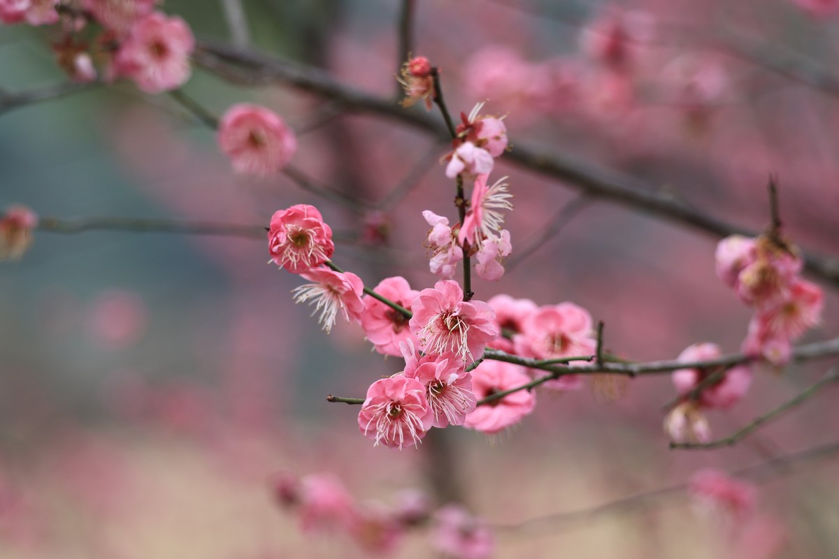 春花1，三个镜头拍春梅