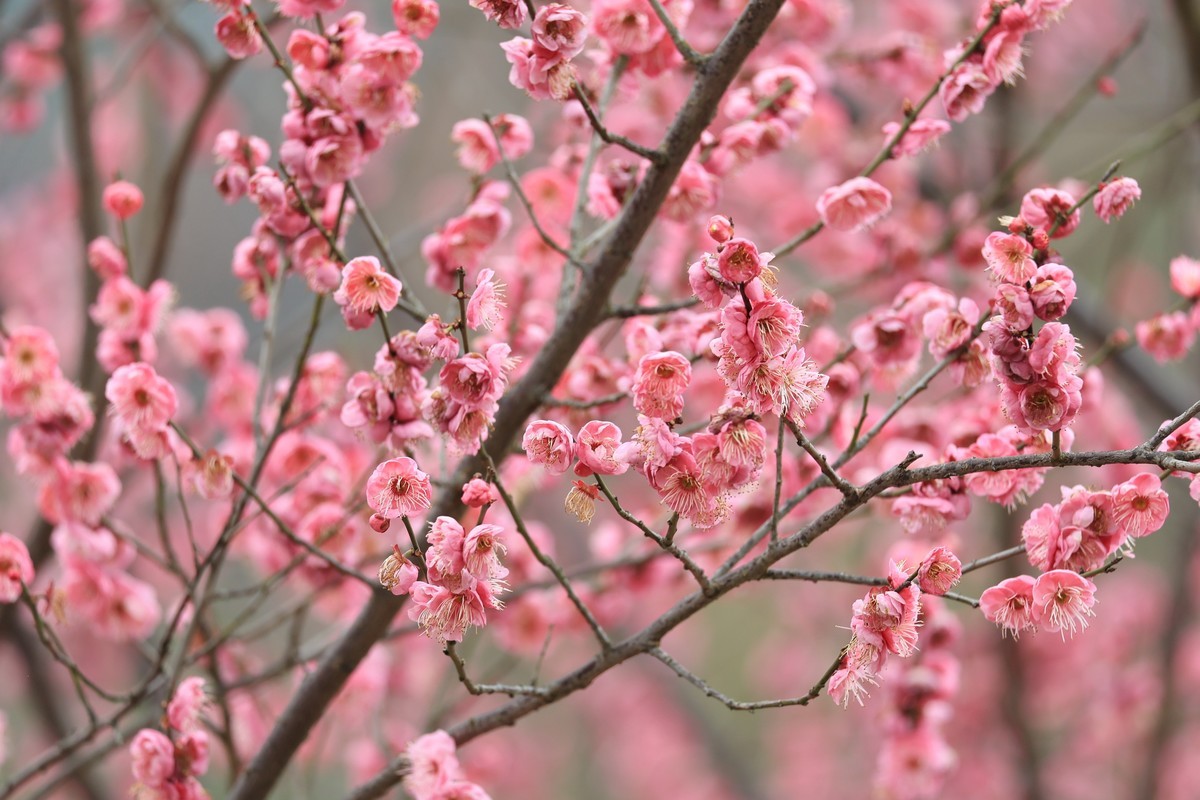 春花1，三个镜头拍春梅