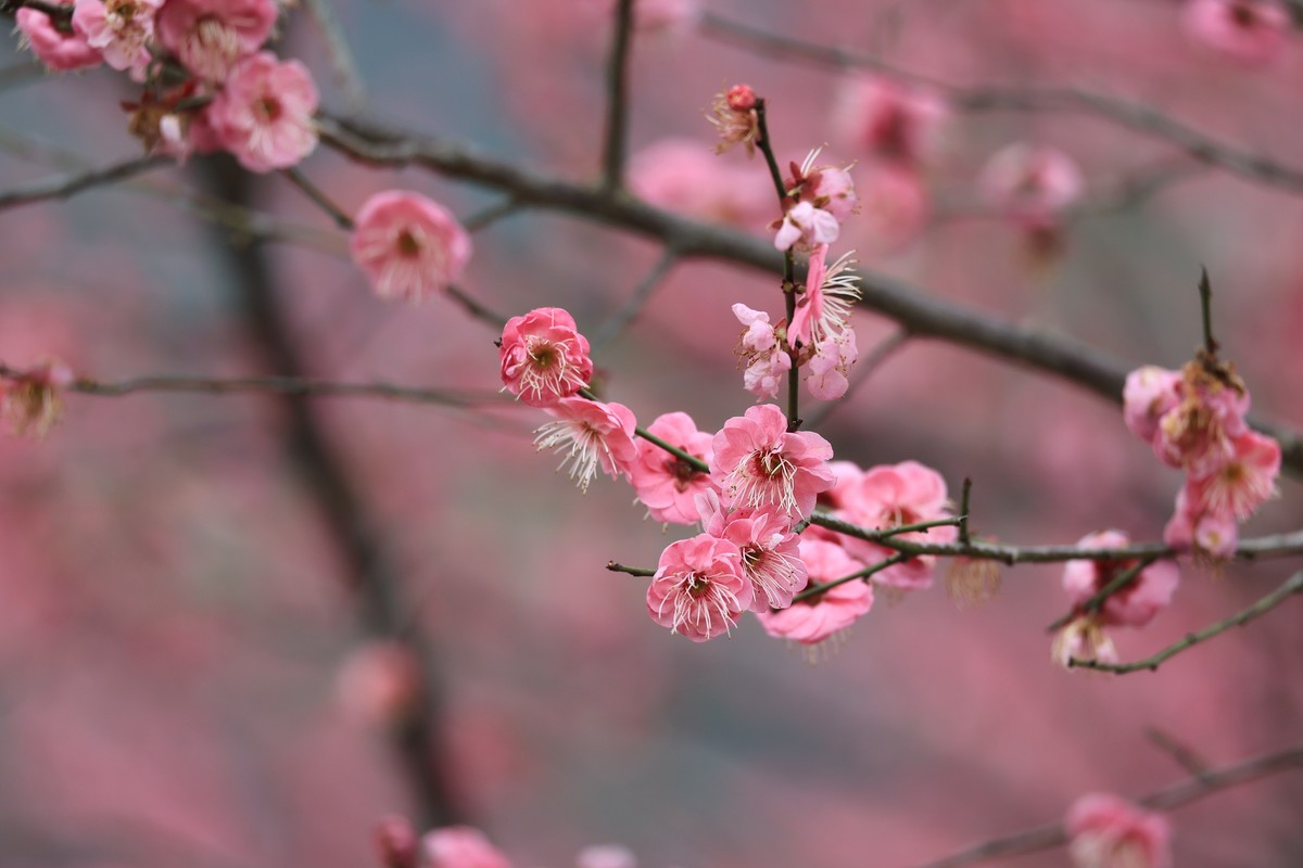 春花1，三个镜头拍春梅