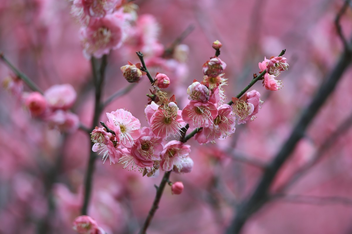春花1，三个镜头拍春梅